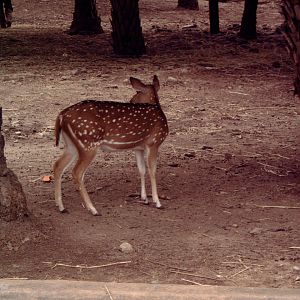 Female Chital (Axis axis)