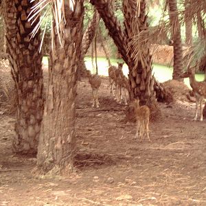 Herd of Chital (Axis axis)