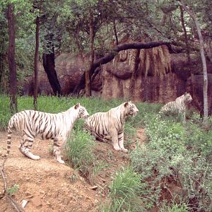 White Bengal tigers (Panthera tigris tigris)