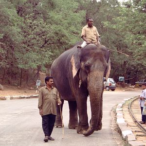 Indian Elephant (Elephas maximus indicus)