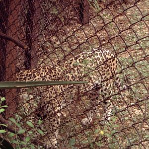 Leopard (Panthera pardus fusca)