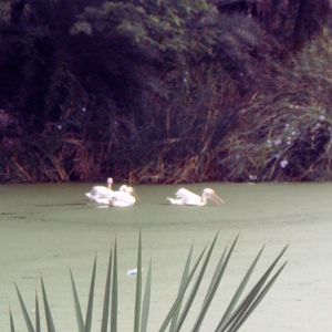 Great White Pelican (Pelecanus onocrotalus)