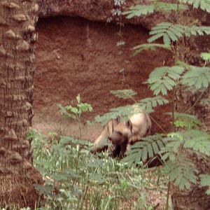 Striped Hyena (Hyaena hyaena)