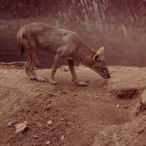 Golden Jackal (Canis aureus)?