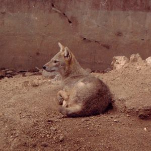 Golden Jackal (Canis aureus)?