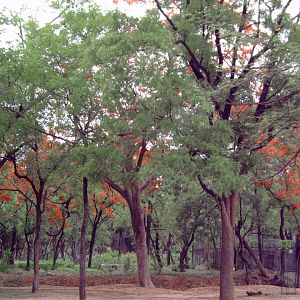 General view of the blooming trees