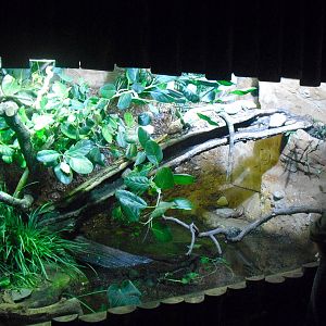 Caiman Lizard Enclosure - 16/02/2011