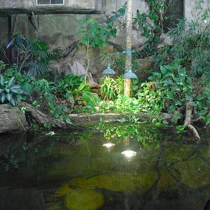 Philippine Crocodile Pool - 16/02/2011