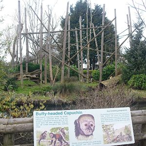 Buffy-headed Capuchin Enclosure - 16/02/2011