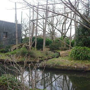 Buffy-headed Capuchin Enclosure - 06/09/2011