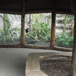 Red-billed Curassow Enclosure - 06/09/2011