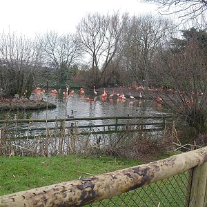 Flamingo Enclosure - 16/02/2011