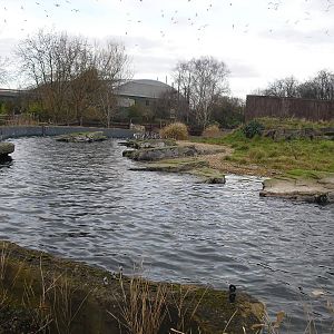 Humboldt Penguin Exhibit - 16/02/2011