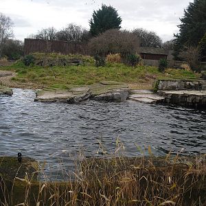 Humboldt Penguin Exhibit - 16/02/2011
