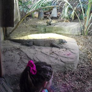 Komodo Dragon - 16/02/2011