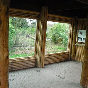 Tiger Viewing Area - 16/02/2011