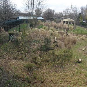 Cheetah Enclosure - 16/02/2011