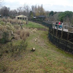 Cheetah Enclosure - 16/02/2011