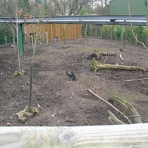 Visayan Warty Pig Enclosure - 16/02/2011