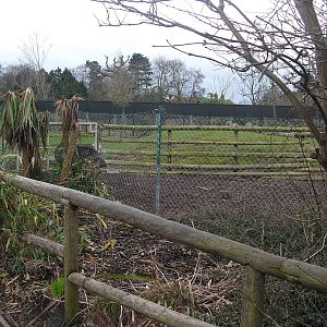 Brazilian Tapir Paddock - 16/02/2011