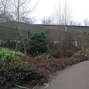 Fruit Bat Forest Building - 16/02/2011