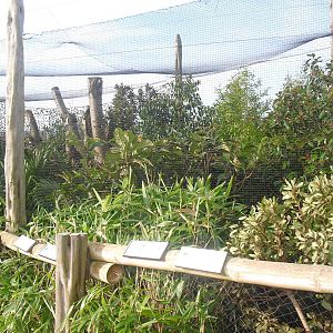 Azure-winged Magpie Aviary - 16/02/2011
