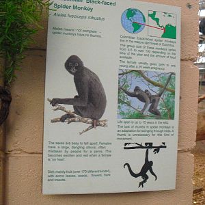 Colombian black-faced spider monkey Signage - 16/02/2011