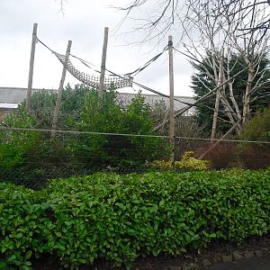 Columbian Black-faced Squirrel Monkey Outdoor Enclosure - 16/02/2011