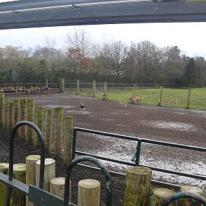 Blackbuck Paddock - 16/02/2011