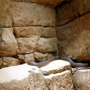 Restless Planet Exhibits