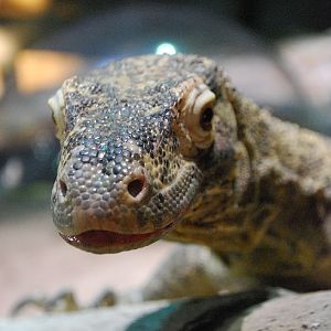 Restless Planet Exhibits