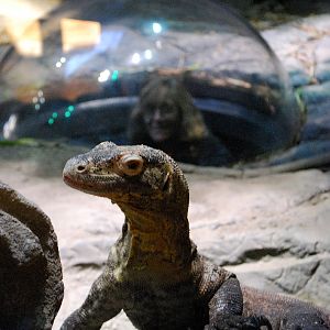 Restless Planet Exhibits