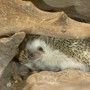 Restless Planet Exhibits