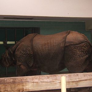 Indian Rhino (Yodha)
