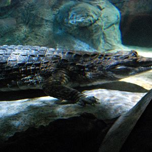 Restless Planet Exhibits