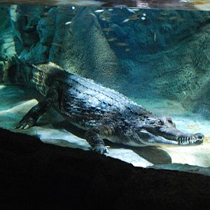 Restless Planet Exhibits