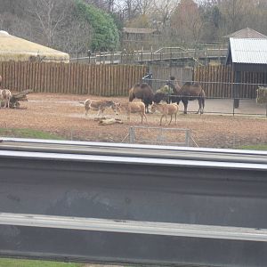Bactrian Camel and Onager Paddock - 16/02/2011
