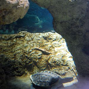 Restless Planet Exhibits