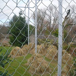 Condor Cliffs Aviary - 16/02/2011