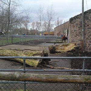 Congo Buffalo Yards - 16/02/2011