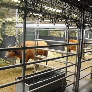 Congo Buffalo - 16/02/2011