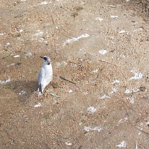 Artic Tern (Sterna paradisea)