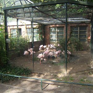 Lesser Flamingo Aviary