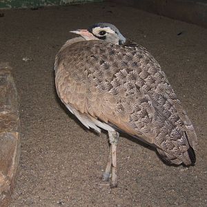 White-bellied Bustard (Eupodotis sengalensis)