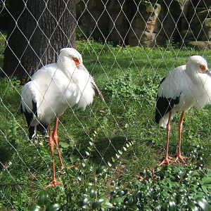 Maguari Stork