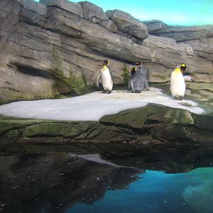 King Penguins