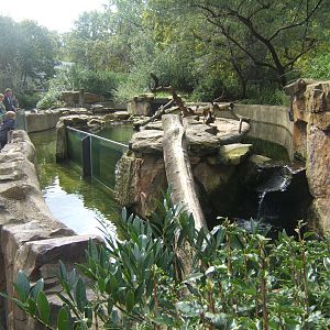 View of Asian Short-clawed Otter exhibit