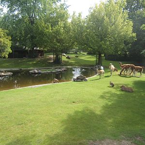 View of South American paddock
