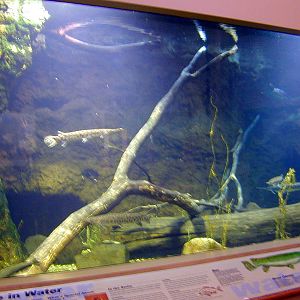 Exhibits of Prospect Park close to opening