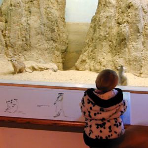 Exhibits of Prospect Park close to opening